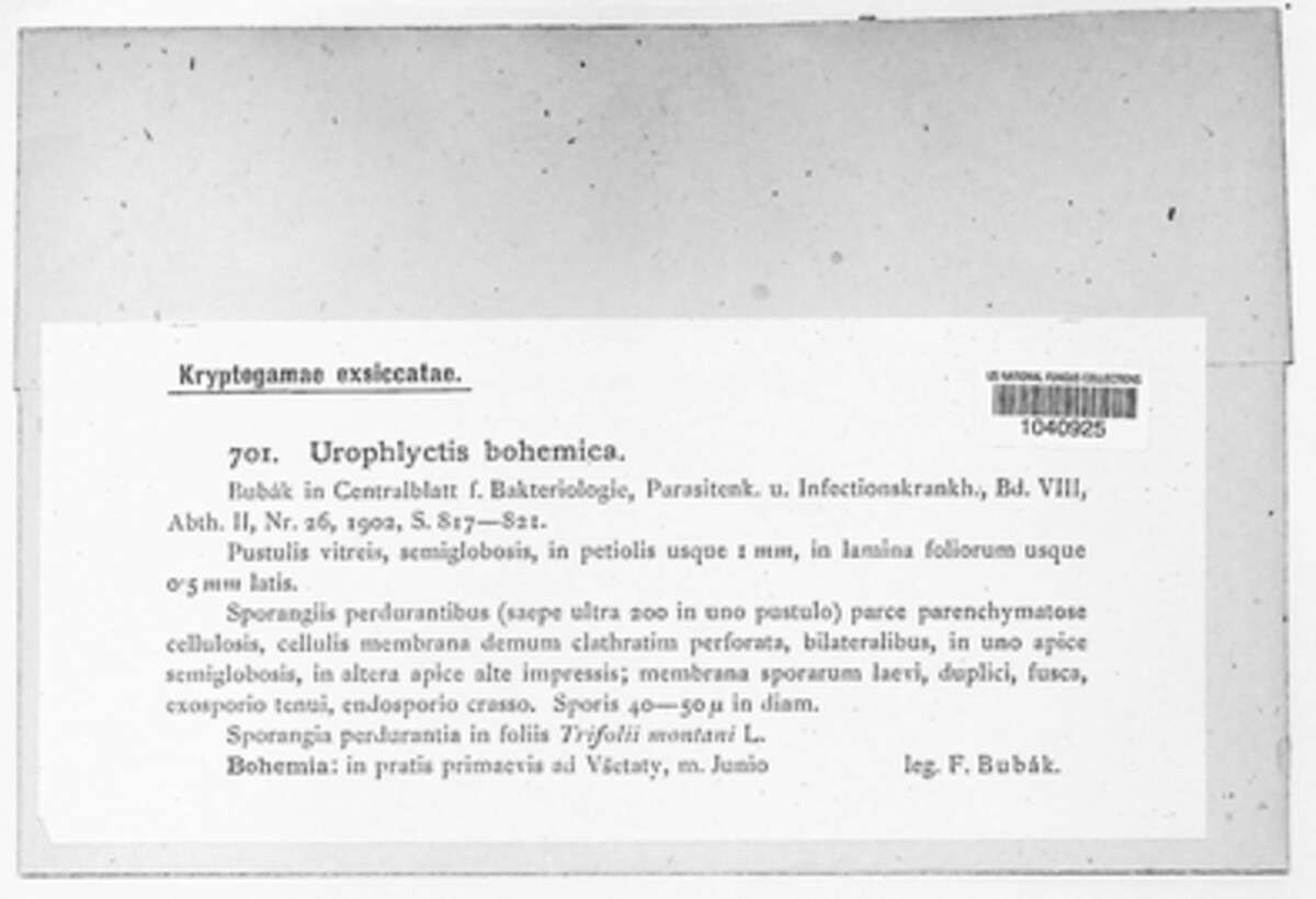 Urophlyctis image
